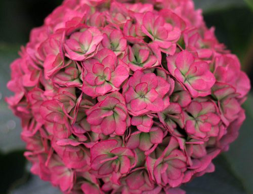 Royal Anastasia roze Classic