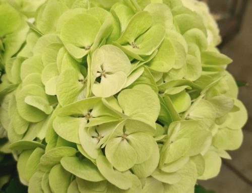 Royal Wedding Classic groen